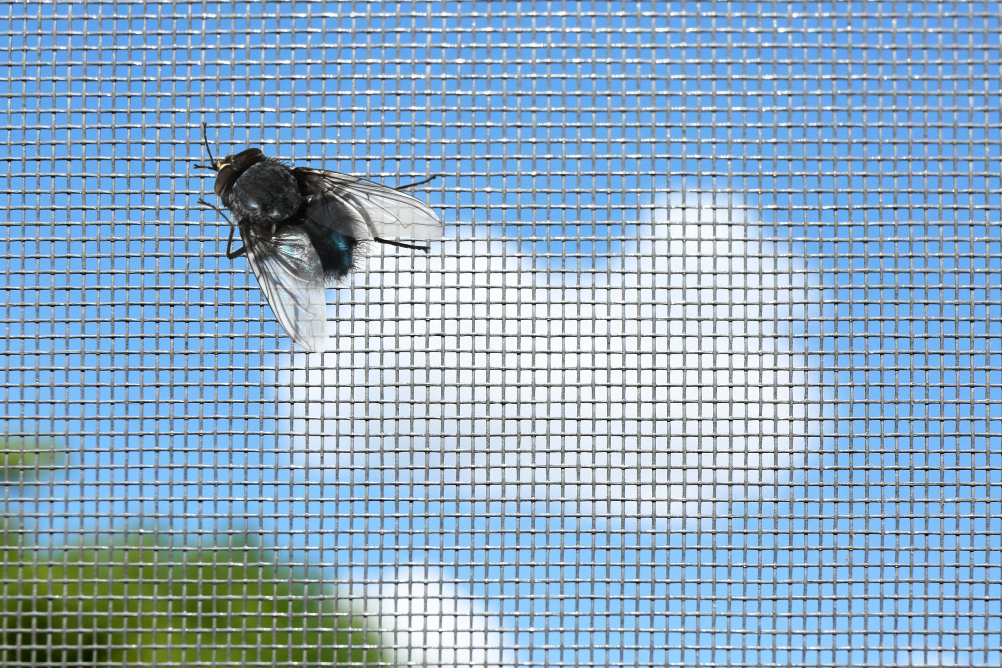 On screen bug. Fly on the Wall.